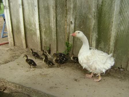 goosemama.jpg