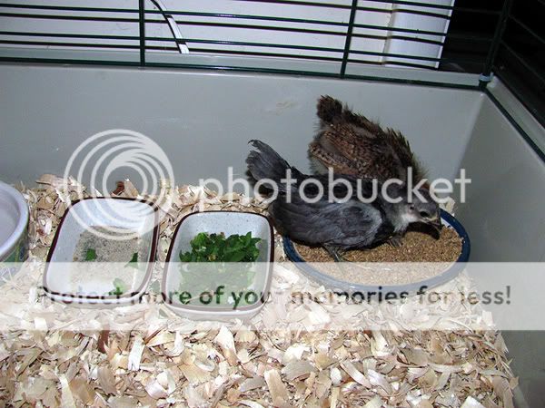 ratbirds.jpg