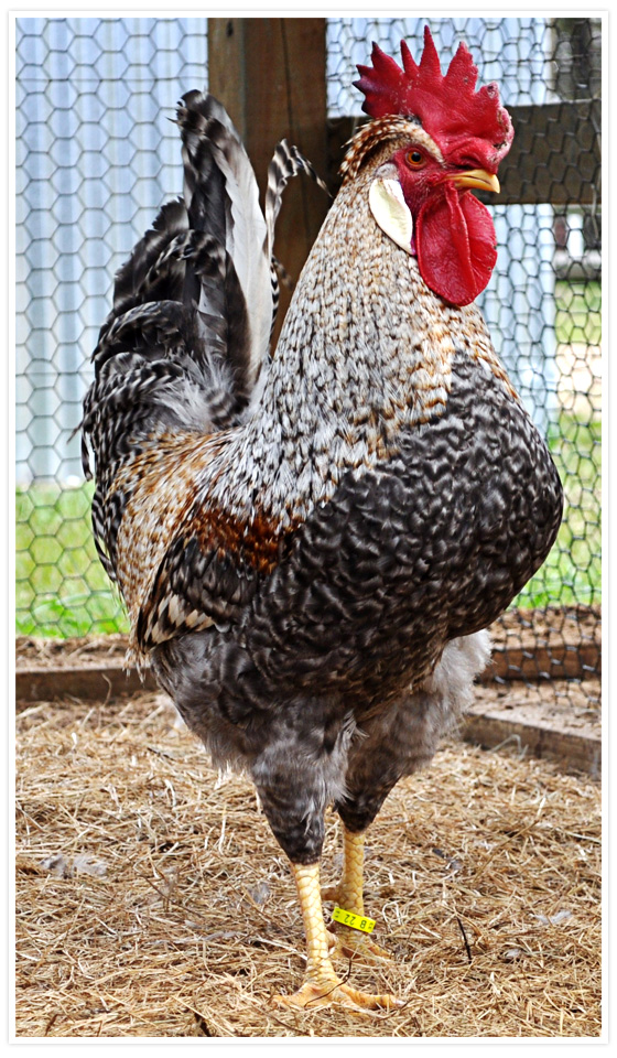 bird-1.jpg