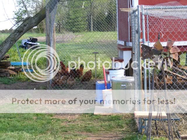 Coop-fence001.jpg