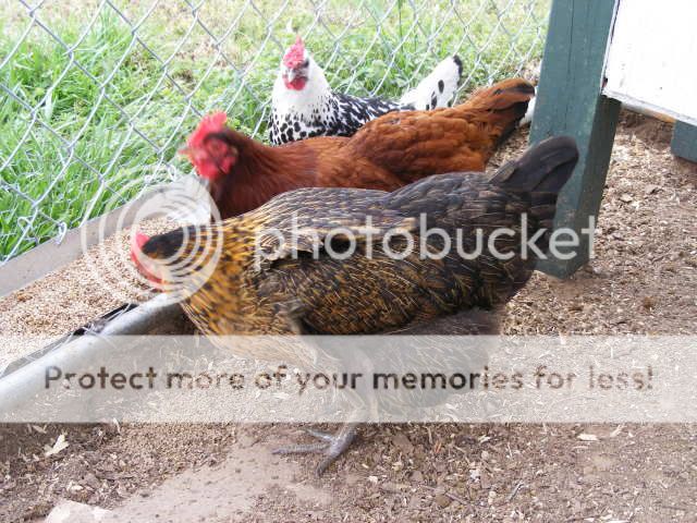 DSCF6801.jpg