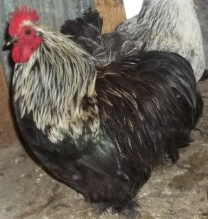 Chickens1-10028.jpg