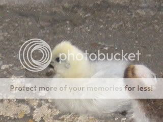 IMG_0823.jpg