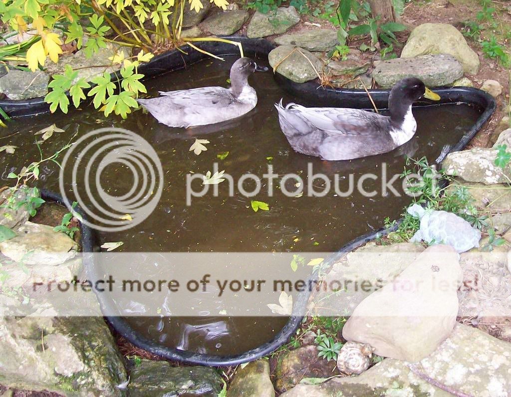 Ducksinwatergarden.jpg