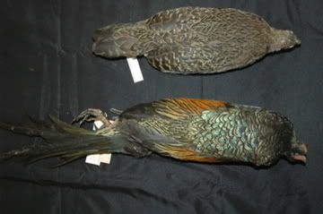 DSC_7064.jpg