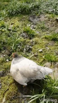 surprise-chicks.gif