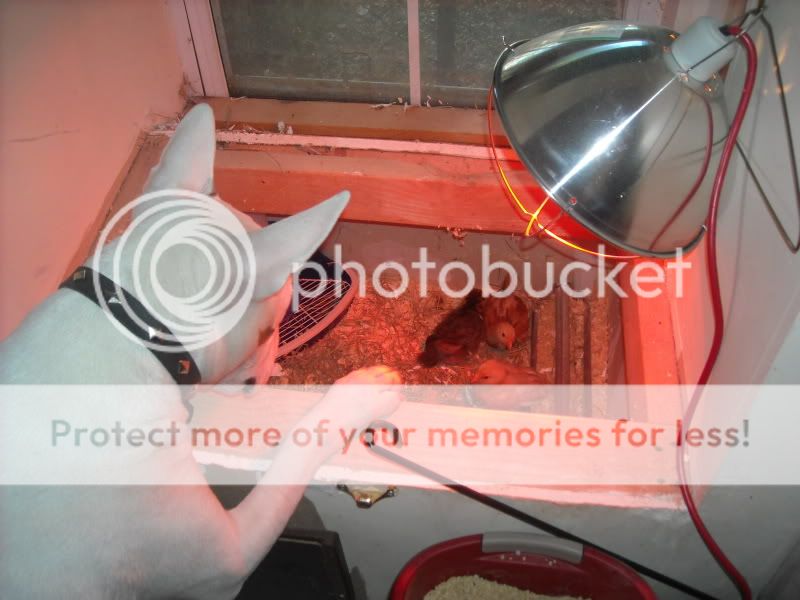 elviswithchickens002.jpg