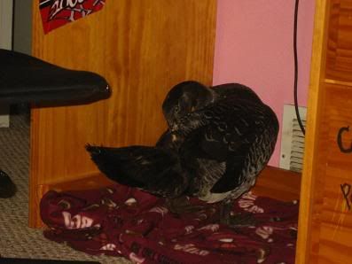 duckiiiie007.jpg