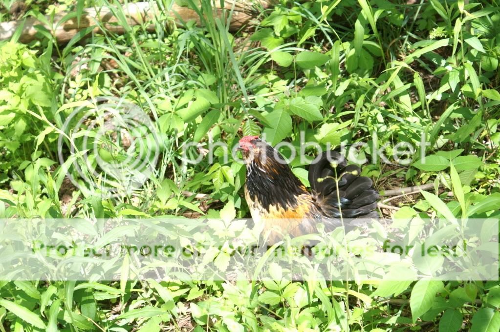 mychickens158.jpg