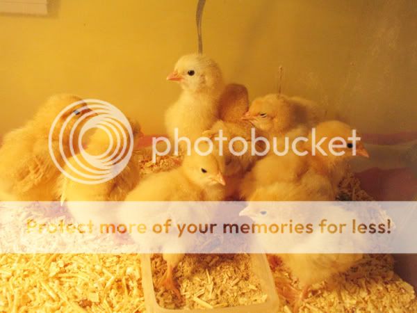 chicks5.jpg