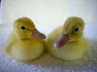 Adoraducks.jpg