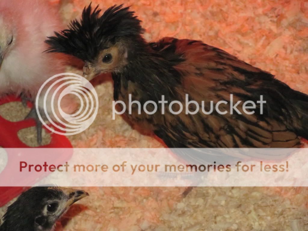 brooder9.jpg