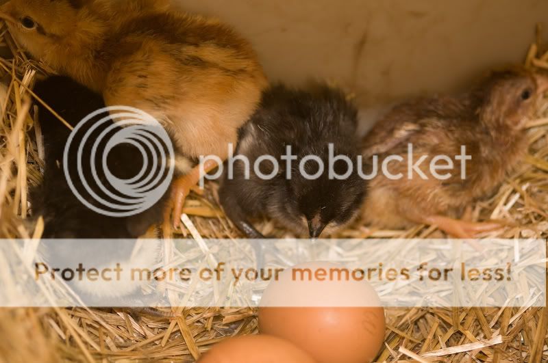 0806babychick002-1.jpg