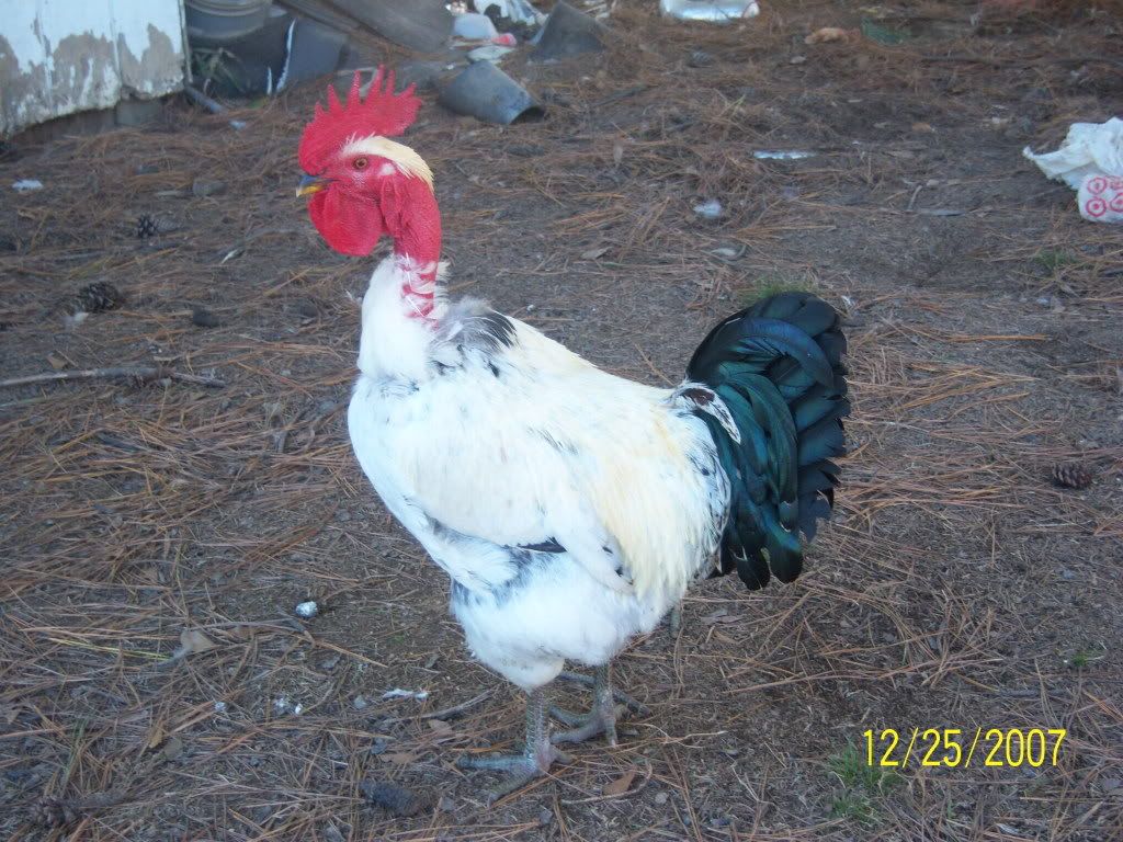 -chiricanopintado-.jpg
