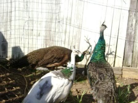 peacocksingarden4.jpg