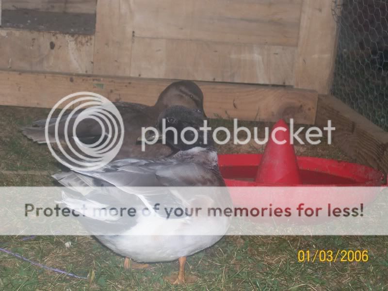callducks001.jpg