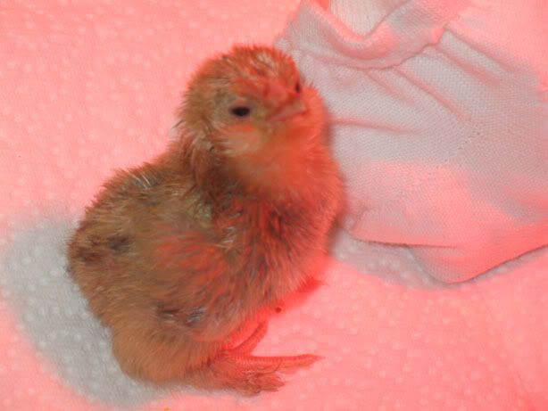 millefleurchicks007.jpg