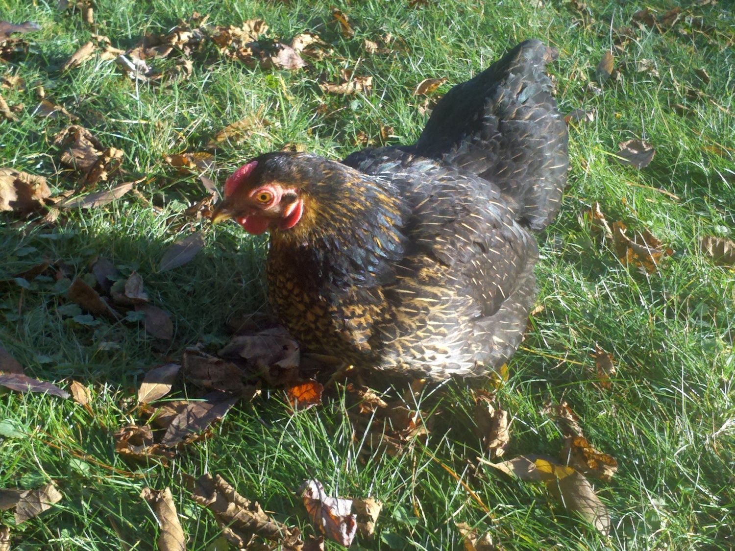 800x600px-LL-fce34997_Chickens068.jpeg
