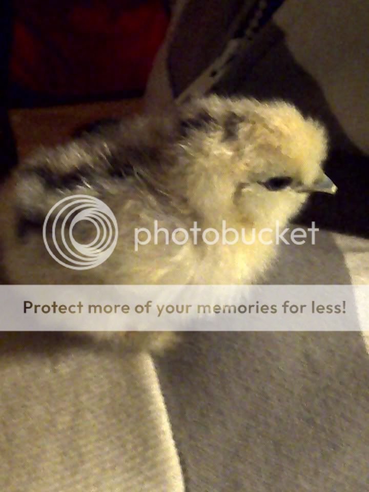 silkie1.jpg