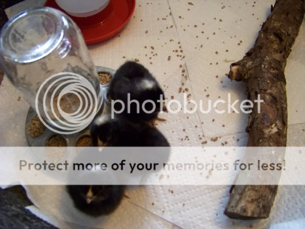 100_1442.jpg