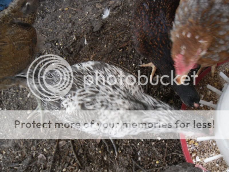 chickens039.jpg