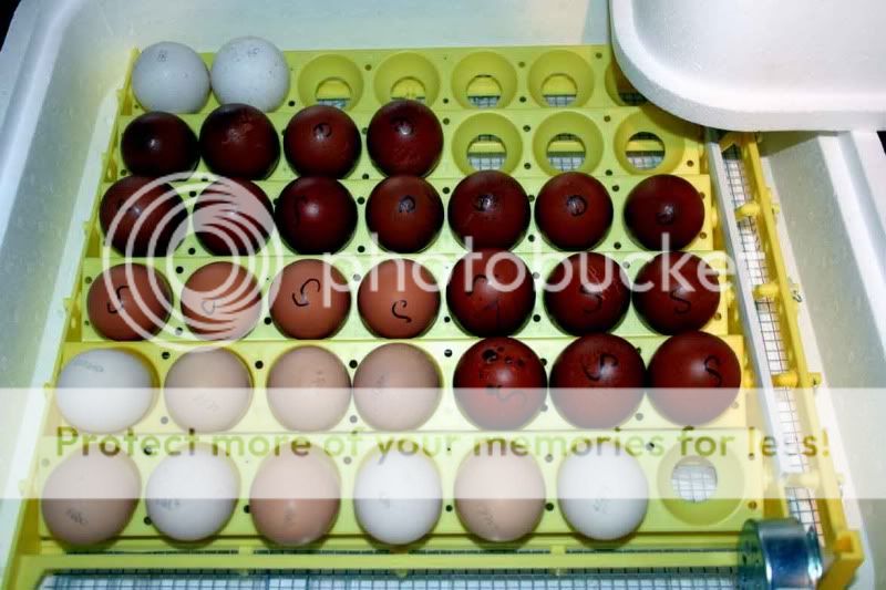 Julyeggs.jpg
