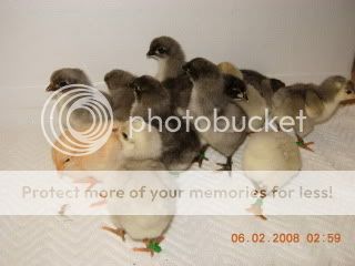 BroodyHatch004.jpg