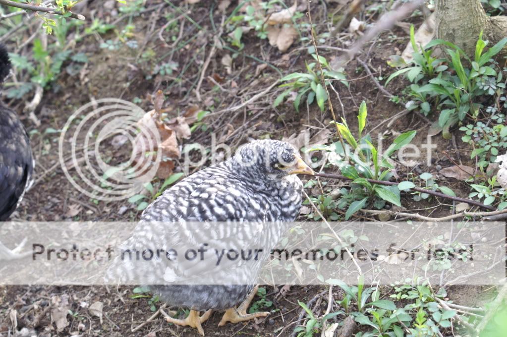 mychickens038.jpg