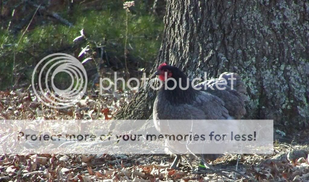 Blueberry02-06-2011.jpg