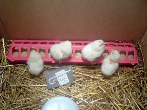 hatchingchicksandchickenduck027.jpg