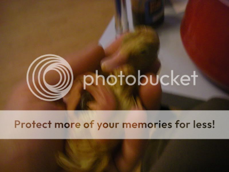 IMGP4849.jpg