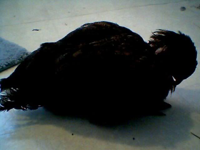 injuredchicken.jpg