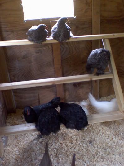 chickenroosts.jpg