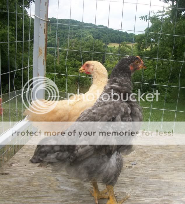 SamRoscoe2.jpg