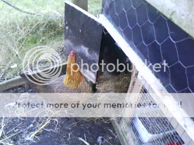 IMG0096A.jpg
