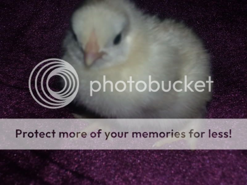 Chicks009-1.jpg