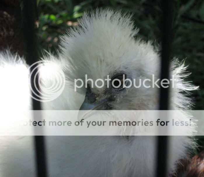 silkie56a.jpg