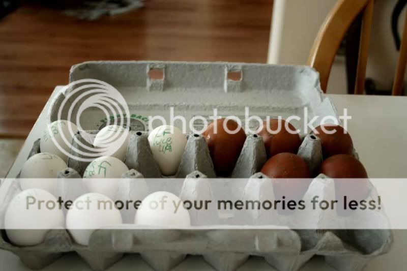 Shippedeggs.jpg
