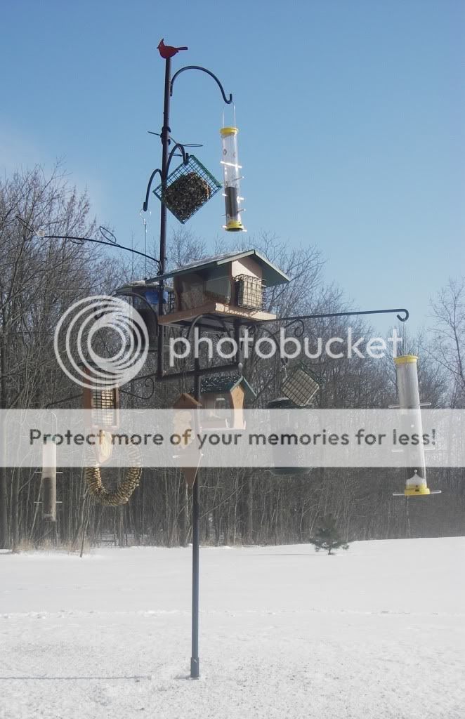 Backyardfeeder1.jpg