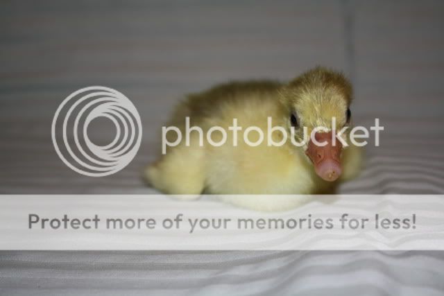 Goslings2007.jpg