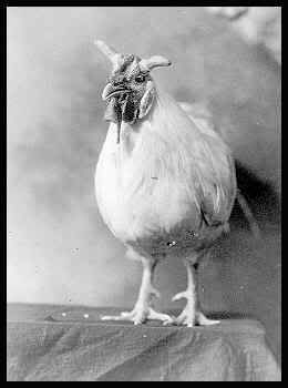 devil-chicken-fp1.jpg
