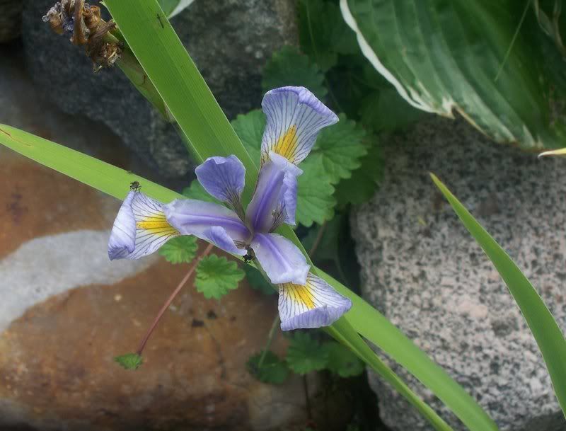 iris.jpg