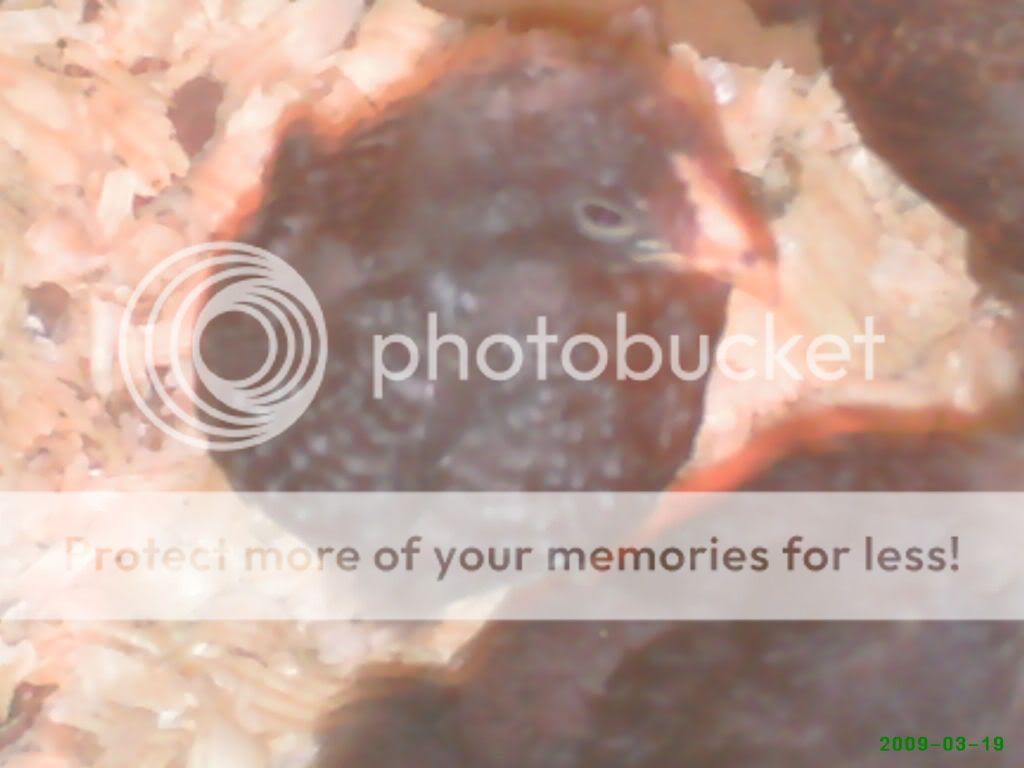 babychickspics033.jpg