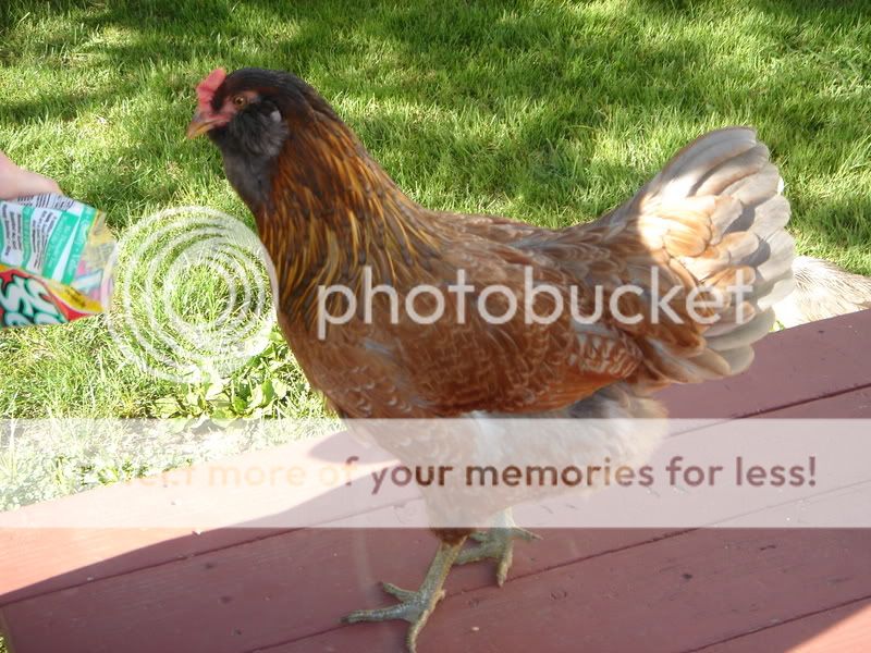 chickens112.jpg
