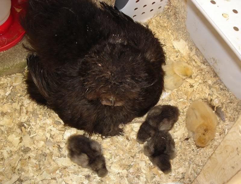 momandbabies004.jpg