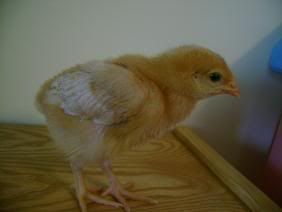 chick1.jpg