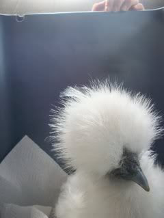 silkies004.jpg