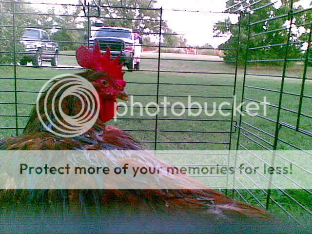 ducksetc009.jpg