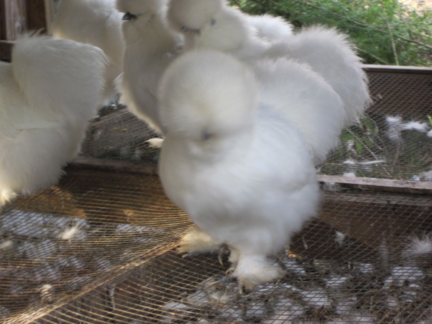 900x900px-LL-f8b084d7_puffball.jpeg