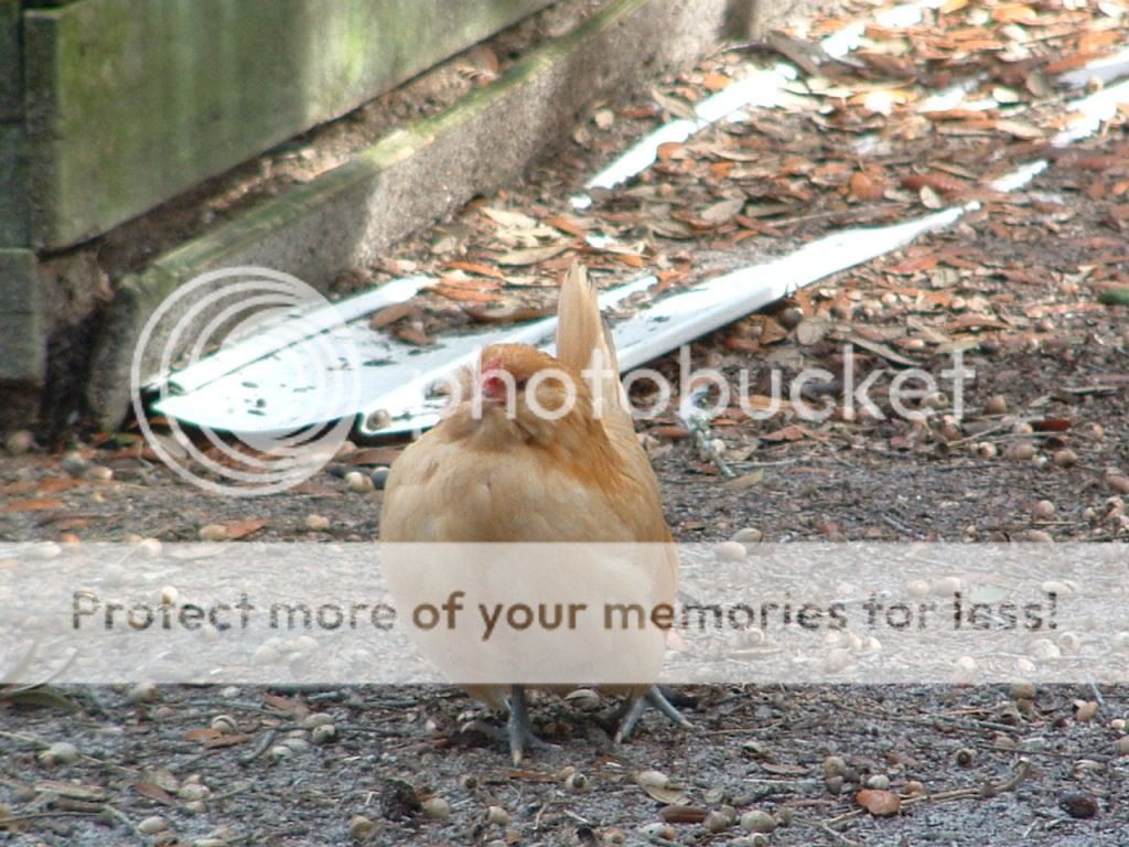 Foxy3.jpg